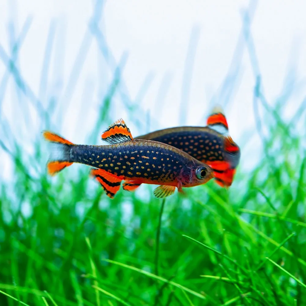 A pair of Celestial Pearl Danios with vivid orange and black patterned fins swimming through aquarium grass.